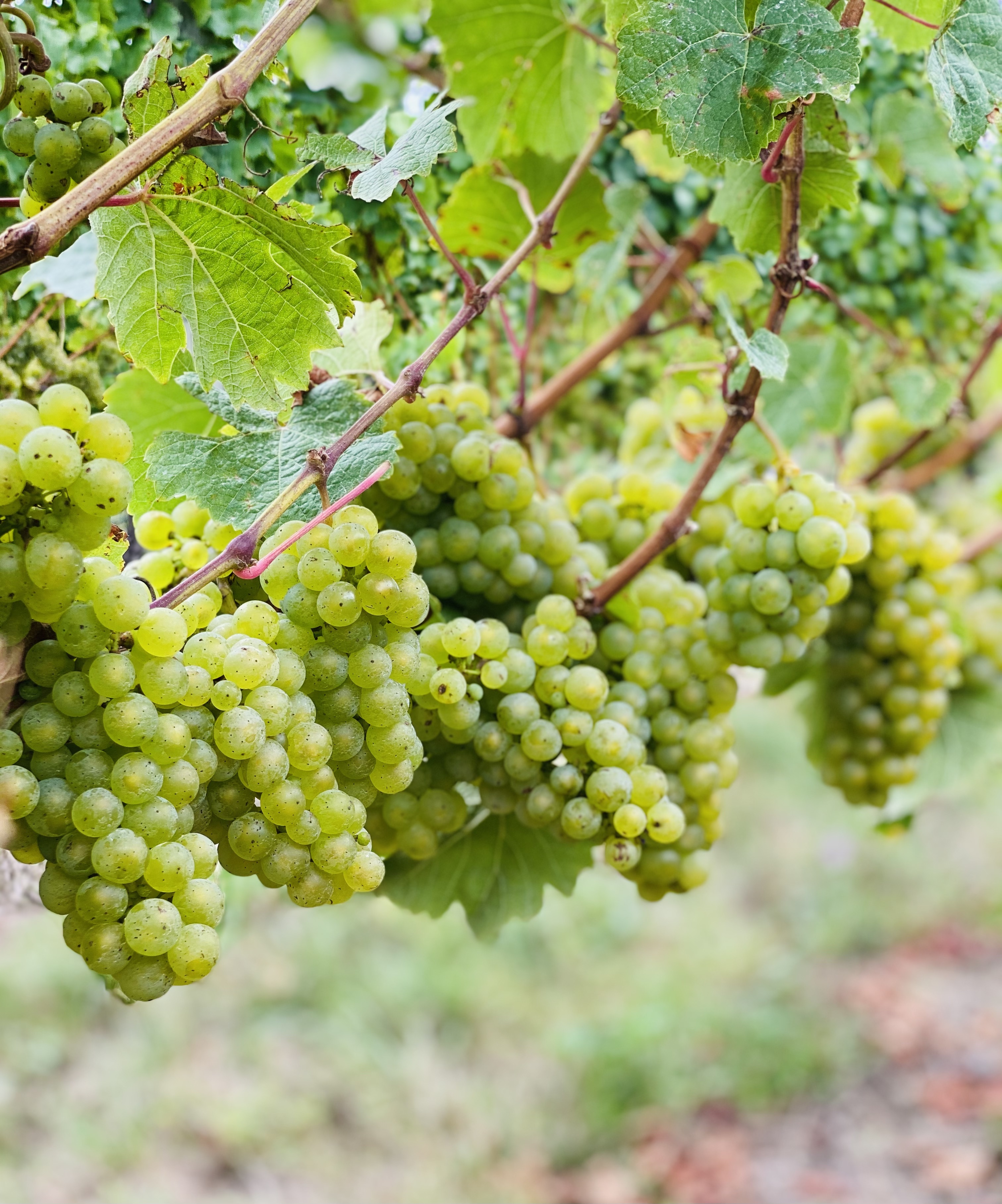 Riesling On The Vine Mar2021