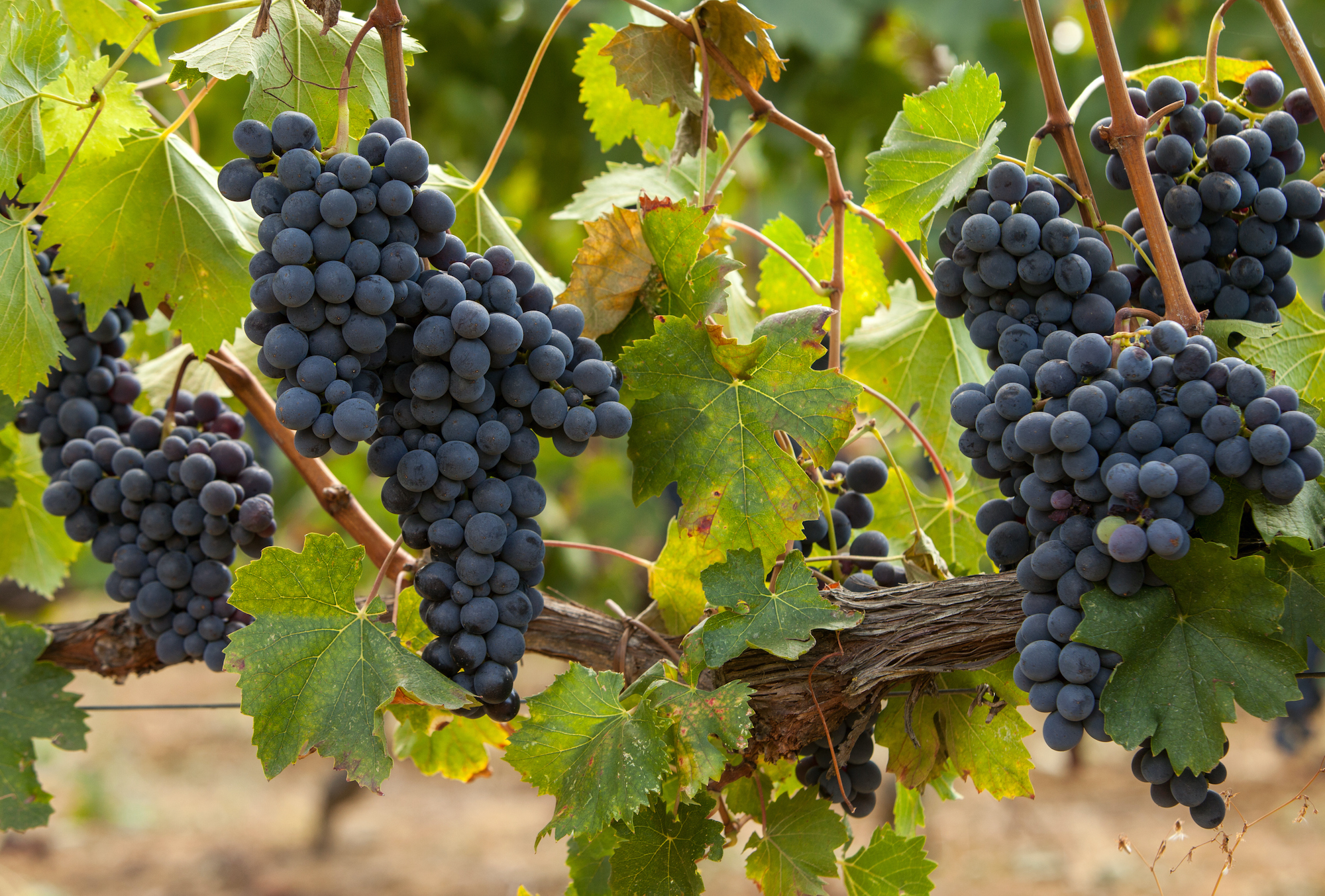 Cabernet Franc