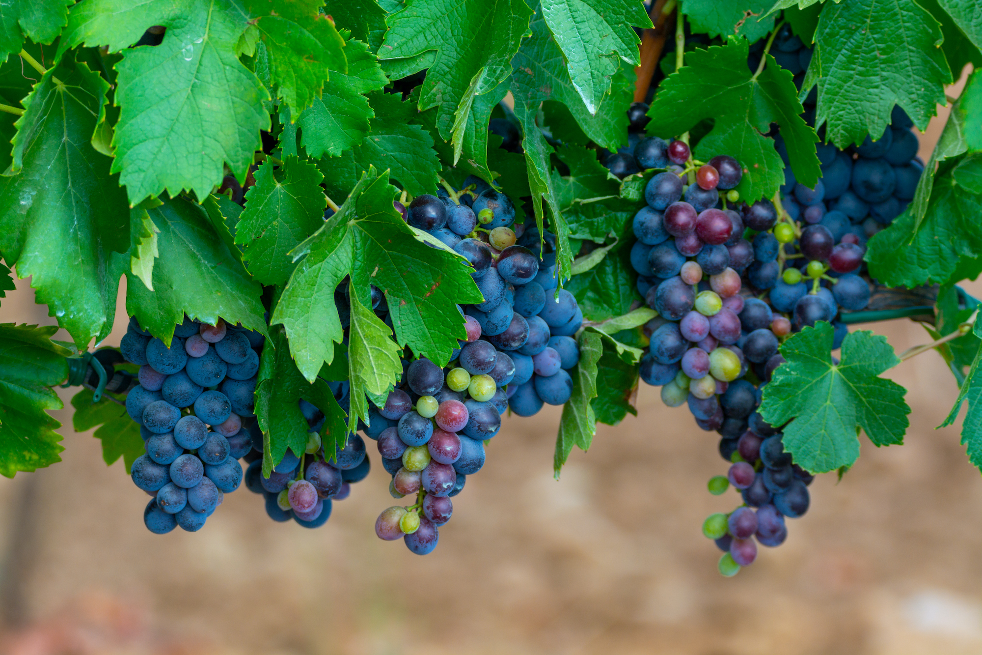 Carignan Grape